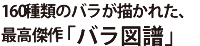 60種類のバラが描かれた、最高傑作「「バラ図譜」