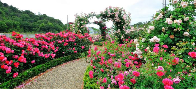 DAVID AUSTIN ROSES (デビット・オースチン・ロージス) 英国雑貨GARDEN